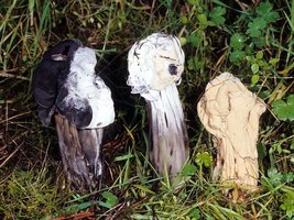 Hypomyces_cervinigenus(fs-01).jpg