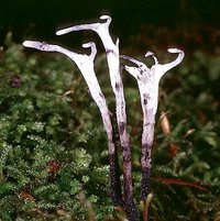 Xylaria_hypoxylon(mgw-02).jpg