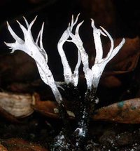 Xylaria_hypoxylon(mgw-05).jpg