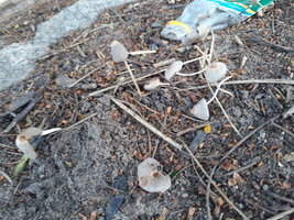 20201121_080436.jpg
