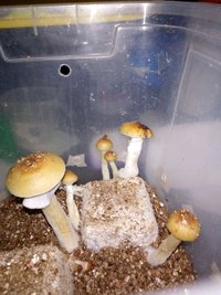20201123_063721.jpg