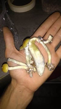 IMG_20201124_205107777.jpg