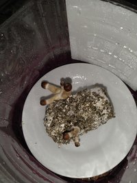 IMG_20201128_174214167.jpg