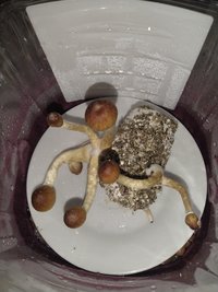 IMG_20201129_093855531.jpg