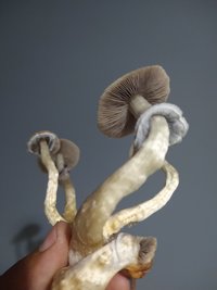 IMG_20201129_183628053.jpg