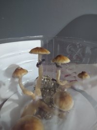 IMG_20201129_182651558.jpg