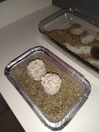 IMG_20201130_131920421.jpg