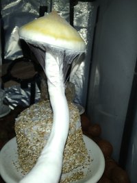 IMG_20201202_113415.jpg