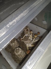IMG_20201203_171710947.jpg