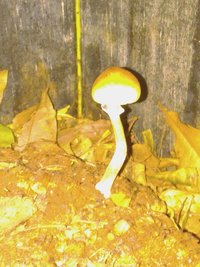 IMG_20201129_165109.jpg