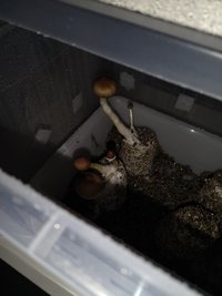 IMG_20201207_170102179.jpg