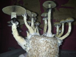 IMG_20201210_182829[1].jpg