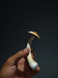 IMG_20201210_220548180.jpg
