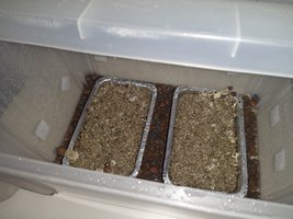 IMG_20201216_102546360.jpg