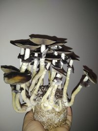 IMG_20201216_192845.jpg