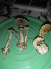 IMG_20201217_075010408.jpg