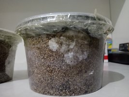 IMG_20201219_181647783.jpg