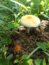 IMG_20201226_121046125.jpg
