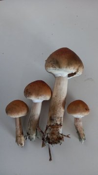 IMG-20201226-WA0127.jpg