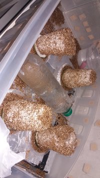 IMG-20210110-WA0005.jpeg