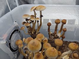 2flush4.jpeg