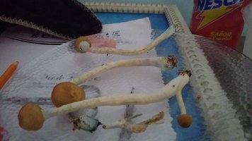 IMG-20210118-WA0006.jpeg