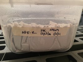apeR_007.jpg