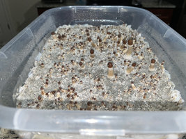 apeR_1stFlush_08.jpg