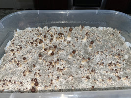 apeR_1stFlush_10.jpg