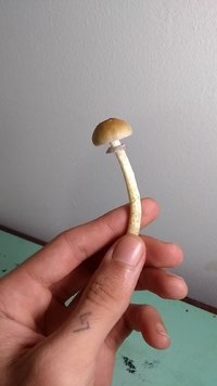IMG-20210122-WA0008.jpeg