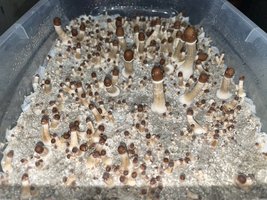 apeR_1stFlush_12.jpg