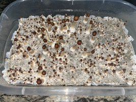 apeR_1stFlush_13.jpg