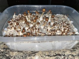 apeR_1stFlush_16.jpg
