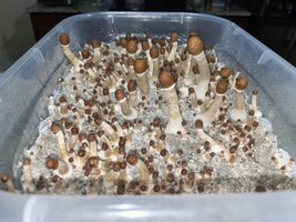 apeR_1stFlush_17.jpg