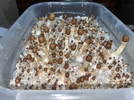 apeR_1stFlush_18.jpg