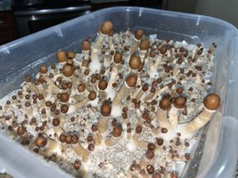 apeR_1stFlush_19.jpg