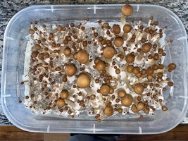 apeR_1stFlush_20.jpg