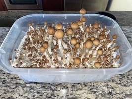 apeR_1stFlush_21.jpg