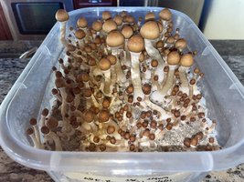 apeR_1stFlush_22.jpg