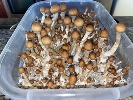 apeR_1stFlush_23.jpg