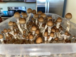 APE-R (Albino Penis Envy Revertido - instável) em Monotub