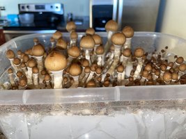 apeR_1stFlush_25.jpg