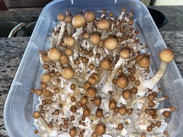 apeR_1stFlush_26.jpg