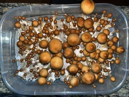 apeR_1stFlush_27.jpg