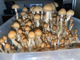 apeR_1stFlush_28.jpg