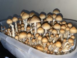 apeR_1stFlush_30.jpg