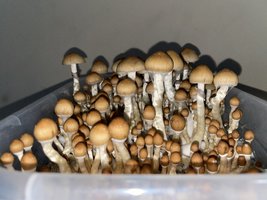 apeR_1stFlush_31.jpg