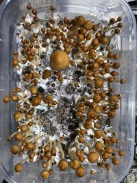 apeR_1stFlush_32.jpg