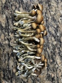 apeR_1stFlush_33.jpg