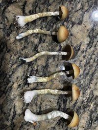 apeR_1stFlush_34.jpg